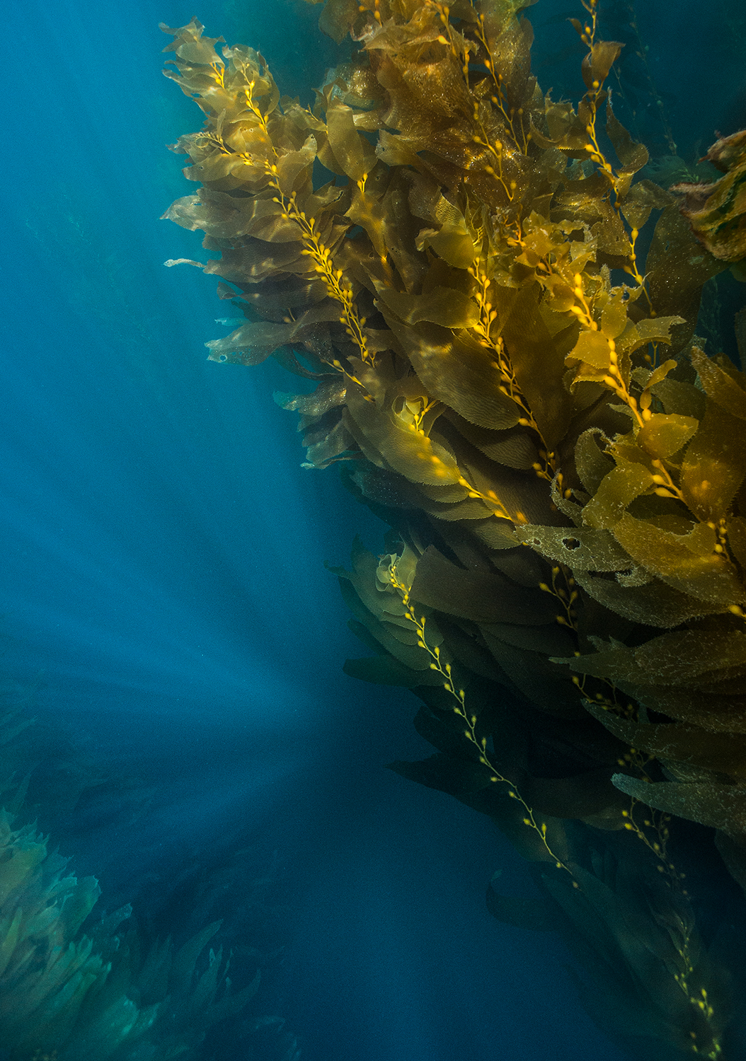 One Flew Over the Kelp Forest