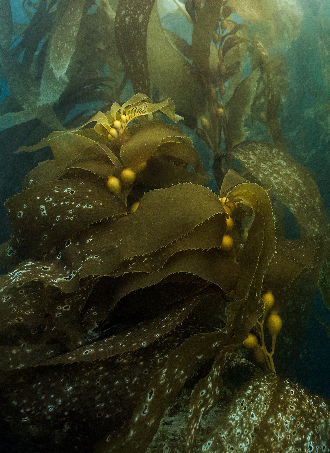 Kelp Flowers