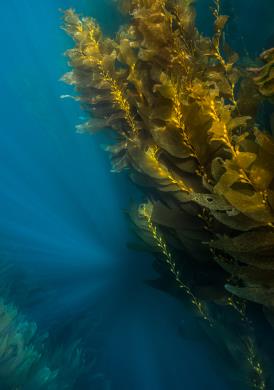One Flew Over the Kelp Forest