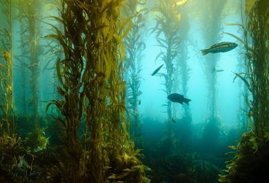 Kelp Forest Morning 